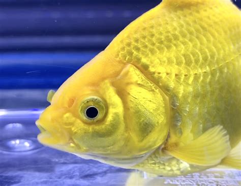 金魚入門品種|【人気の種類】初心者にも飼いやすい金魚のおすすめ10選｜特徴 